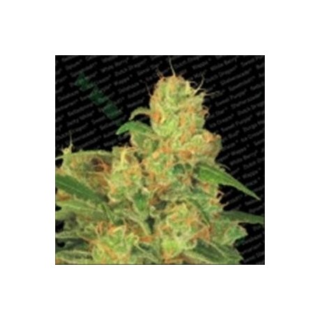 AUTO ACID * PARADISE SEEDS FEMINIZED 10 SEMI 