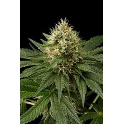 DINACHEM * DINAFEM SEEDS 1 SEME FEM 