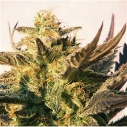 AUTO LADY BUG * BIOLOGICAL SEEDS 3 SEMI