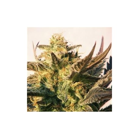 AUTO LADY BUG * BIOLOGICAL SEEDS 3 SEMI