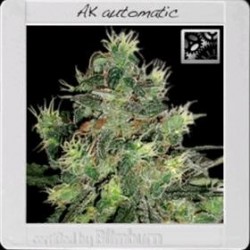 AK AUTO* BLIM BURN 3 SEMI FEM