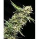 ALPUJARRENA * PYRAMID SEEDS 5 SEMI FEM 