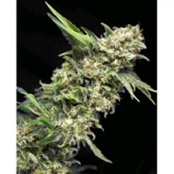 ALPUJARRENA * PYRAMID SEEDS 1 SEME FEM 