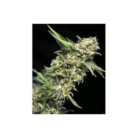 ALPUJARRENA * PYRAMID SEEDS 1 SEME FEM 