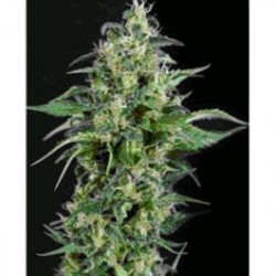 KRYPTONITE * PYRAMID SEEDS 1 SEME FEM 