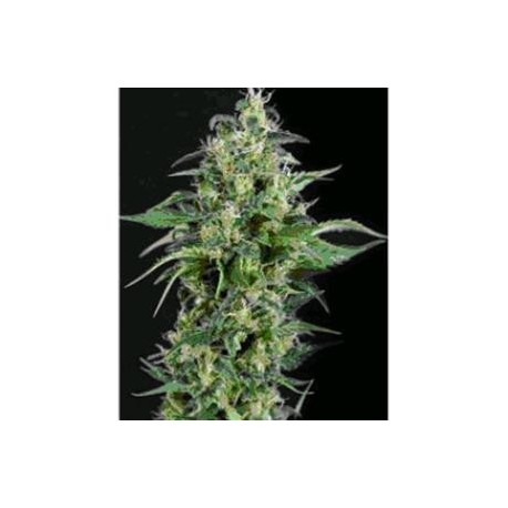 KRYPTONITE * PYRAMID SEEDS 1 SEME FEM 