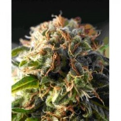 FRESH CANDY * PYRAMID SEEDS 5 SEMI FEM 