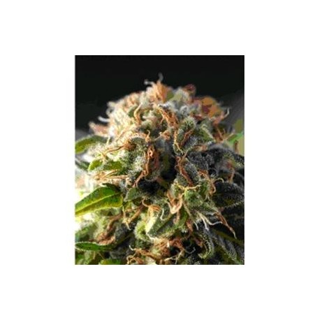 FRESH CANDY * PYRAMID SEEDS 5 SEMI FEM 