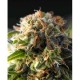 FRESH CANDY * PYRAMID SEEDS 1 SEME FEM 