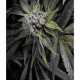 AUTO BLUE PYRAMID * PYRAMID SEEDS 5 SEMI FEM 