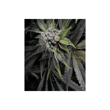 AUTO BLUE PYRAMID * PYRAMID SEEDS 5 SEMI FEM 