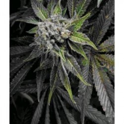 AUTO BLUE PYRAMID * PYRAMID SEEDS 1 SEME FEM 