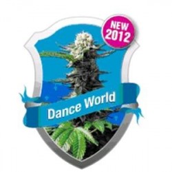 DANCE WORLD * ROYAL QUEEN SEEDS 1 SEME FEM 