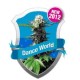 DANCE WORLD * ROYAL QUEEN SEEDS 3 SEMI FEM 