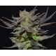 AUTO LAVENDER * CBD SEEDS 1 SEME FEM