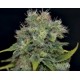 AUTO YUMBOLT * CBD SEEDS 1 SEME FEM