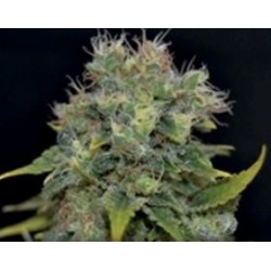 AUTO YUMBOLT * CBD SEEDS 1 SEME FEM