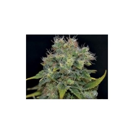 AUTO YUMBOLT * CBD SEEDS 1 SEME FEM