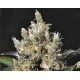 KALI * CBD SEEDS 1 SEME FEM