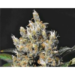 KALI * CBD SEEDS 1 SEME FEM