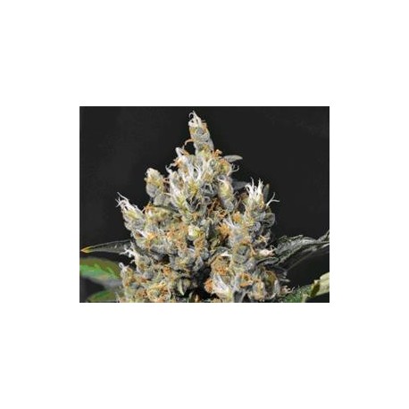 KALI * CBD SEEDS 1 SEME FEM