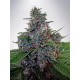 AUTO BLUE AMNESIA * MINISTRY SEEDS 2 SEMI FEM 