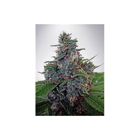 AUTO BLUE AMNESIA * MINISTRY SEEDS 2 SEMI FEM 