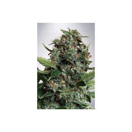 AUTOPILOT XXL * MINISTRY SEEDS 5 SEMI FEM 