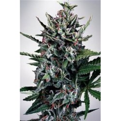 AUTO SILVER BULLET * MINISTRY SEEDS 5 SEMI FEM 