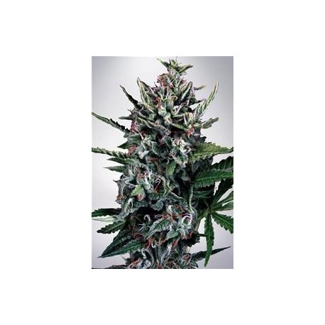 AUTO SILVER BULLET * MINISTRY SEEDS 5 SEMI FEM 