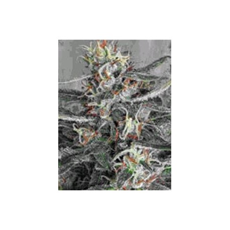 CRISTAL CLOUD * MINISTRY SEEDS 2 SEMI FEM