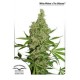 WHITE WIDOW X THE ULTIMATE® * DUTCH PASSION 10 SEMI REG