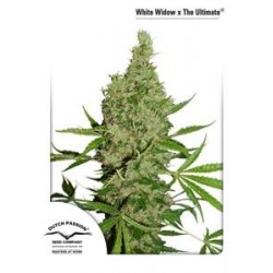 WHITE WIDOW X THE ULTIMATE® * DUTCH PASSION 10 SEMI REG