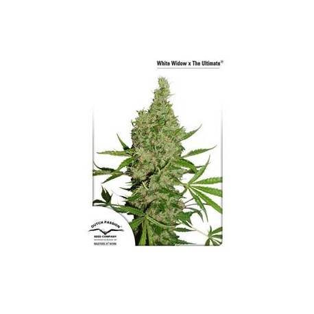 WHITE WIDOW X THE ULTIMATE® * DUTCH PASSION 10 SEMI REG