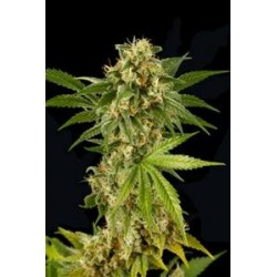 KUSH-N-CHEESE * DINAFEM SEEDS 1 SEME FEM