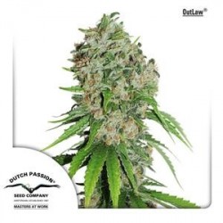 OUTLAW ® * DUTCH PASSION FEMINIZED 3 SEMI