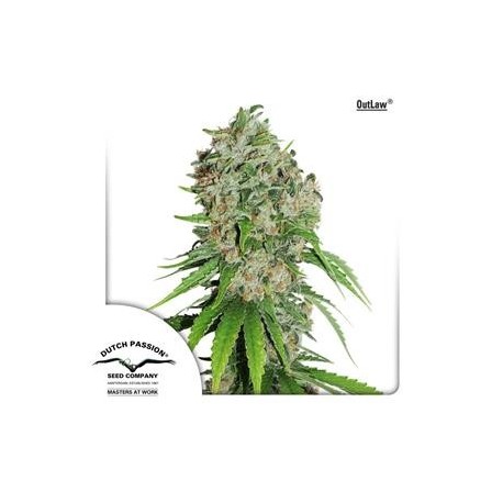 OUTLAW ® * DUTCH PASSION FEMINIZED 3 SEMI