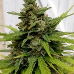 AUTO CRITICAL * FEMALE SEEDS 5 SEMI FEM 