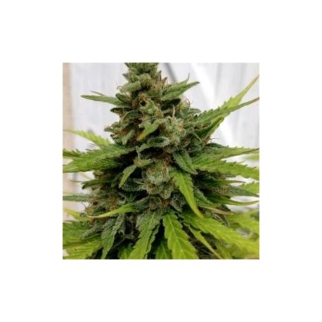 AUTO CRITICAL * FEMALE SEEDS 5 SEMI FEM 