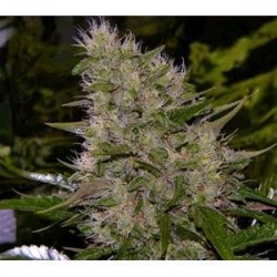 AUTO CRITICAL * BIOLOGICAL SEEDS 1 SEME