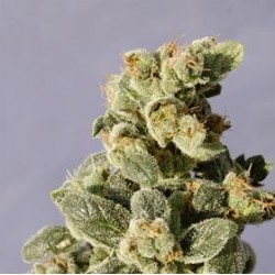 AUTO NORTHERN LIGHTS * BIOLOGICAL SEEDS 1 SEME