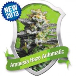 AMNESIA HAZE AUTOMATIC * ROYAL QUEEN SEEDS 5 SEMI FEM 