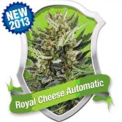 ROYAL CHEESE AUTOMATIC * ROYAL QUEEN SEEDS 5 SEMI FEM 