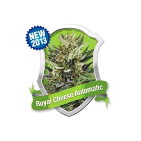 ROYAL CHEESE AUTOMATIC * ROYAL QUEEN SEEDS 10 SEMI FEM 