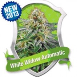 WHITE WIDOW AUTOMATIC * ROYAL QUEEN SEEDS 5 SEMI FEM 
