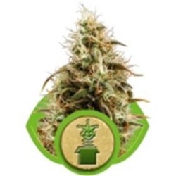ROYAL JACK AUTOMATIC (JACK HERER AUTO) * ROYAL QUEEN SEEDS 5 SEMI FEM 