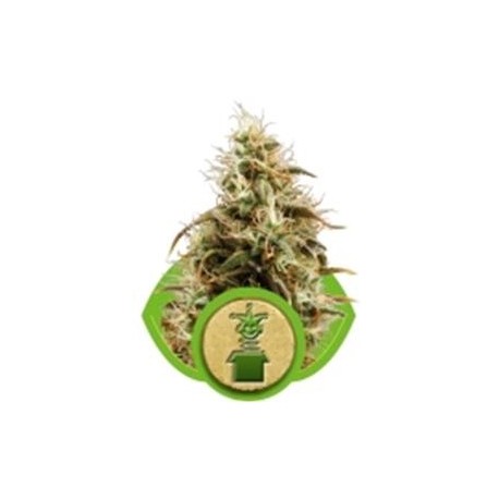 ROYAL JACK AUTOMATIC (JACK HERER AUTO) * ROYAL QUEEN SEEDS 5 SEMI FEM 
