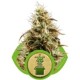 ROYAL JACK AUTOMATIC (JACK HERER AUTO)* ROYAL QUEEN SEEDS 10 SEMI FEM 