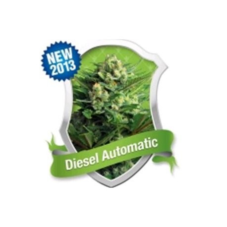 DIESEL AUTOMATIC * ROYAL QUEEN SEEDS 1 SEME FEM 