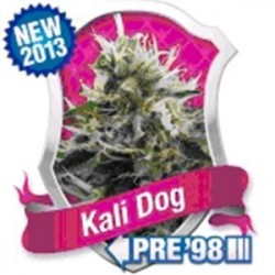 KALI DOG * ROYAL QUEEN SEEDS 1 SEME FEM 